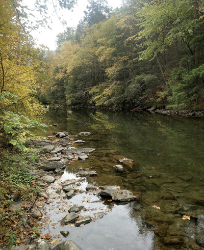Shallow stream running through the forest