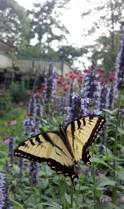 Close-up of a Monarch Butterfly among blurred tall wild flowers
